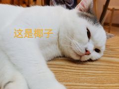 -猫咪派对(江南西店)