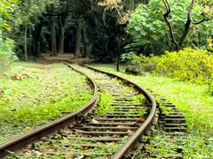 -上海共青森林公园