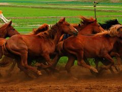 -呼伦贝尔大草原巴尔虎蒙古部落民俗旅游度假景区