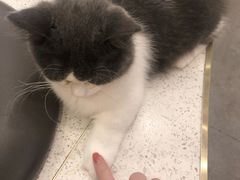 -飞行喵MR PILOT|猫舍·猫咖(静安大融城店)