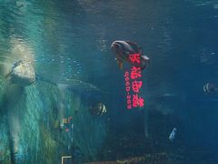 -烟台海昌鲸鲨海洋公园