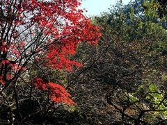 -灵顺寺
