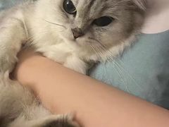 -宠福鑫康馨动物医院·骨科·眼科