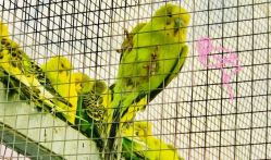 -萌宠亲子动物乐园(槐房万达店)