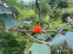 -阳台山自然风景区