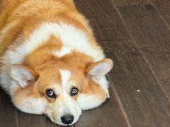 -肥朵食堂(带梦胡同店)