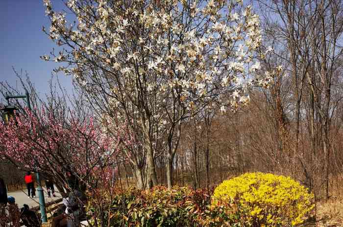 梅花山生态园-"在莱西出去玩真的不知道要去哪～梅花山溜.