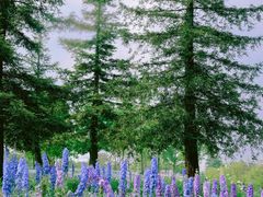 -上海辰山植物园