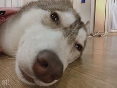 -Husky Go! 哈士奇体验馆·宠物咖啡厅狗咖