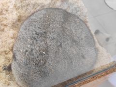 -怪兽屋·羊驼·猫咖·狗咖(俊华广场店)