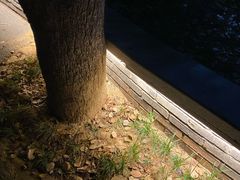 -永安龟山公园