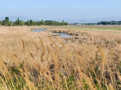 -野鸭湖国家湿地公园