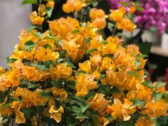 -双季花艺园艺市场(浦东店)