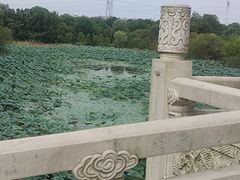 -东湖落雁景区