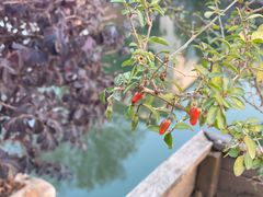 -东梓关景区村庄