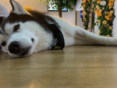 -Husky Go! 哈士奇体验馆·宠物咖啡厅狗咖