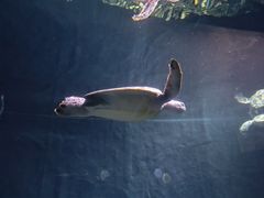 -海合安武汉极地海洋公园