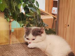 -屋虎猫馆(宝安大仟里店)