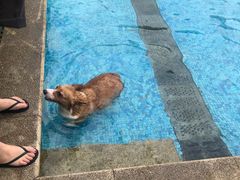 -汪说喵讲宠物乐园宠物酒店(红星美凯龙店)