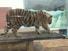 -大连森林动物园