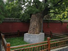-天宁寺