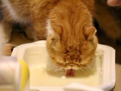 -平行世界·猫咖(首经贸店)