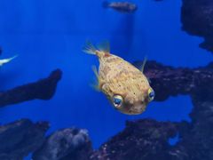 -烟台海昌鲸鲨海洋公园