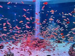 -海合安成都极地海洋公园