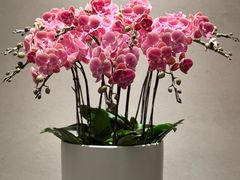 -瑞泉茶叶(宝格丽旁店)