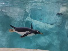 -帝企鹅自助餐厅•儿童岛•真企鹅(长隆企鹅酒店)