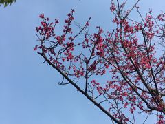 -映月湖公园