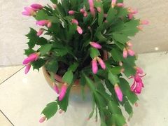 iphone_upload_pic-妃比花艺(光启城时尚购物中心店)