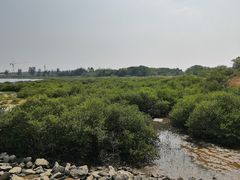 -北海金海湾红树林生态旅游区