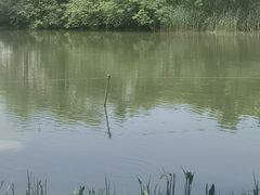 -洋湖国家湿地公园