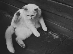 -百花深处胡同