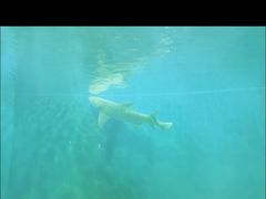 -北戴河圣蓝海洋公园