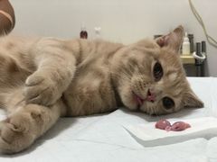 -灵美宠物诊所