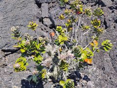 -夏威夷火山国家公园