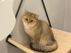 -飞行喵MR PILOT|猫舍·猫咖(静安大融城店)