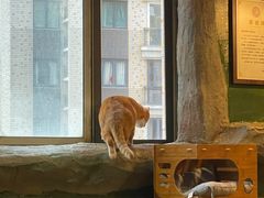 -猫猫幼稚园·撸猫·桌游·电玩