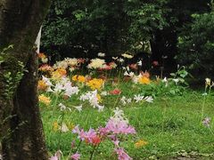 -杭州植物园
