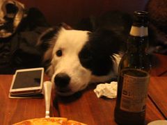 百好乐比萨-百好乐宠物友好餐厅(朝外大街店)