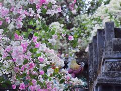 -深圳国际园林花卉博览园