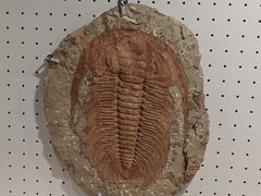 -辽宁古生物博物馆