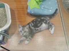 -龟与熊猫宠物公园(南坪店)