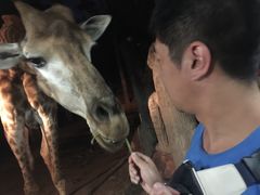 -清迈夜间动物园