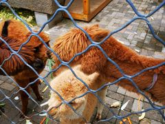 -长白岛森林公园