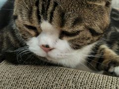 -猫冇咖·家门口的撸猫馆(大融城店)
