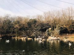 -合肥野生动物园