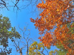 -罗田天堂寨风景区